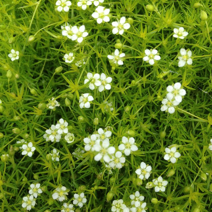 Sagina subulata - Pearlwort from Babikow Wholesale Nursery