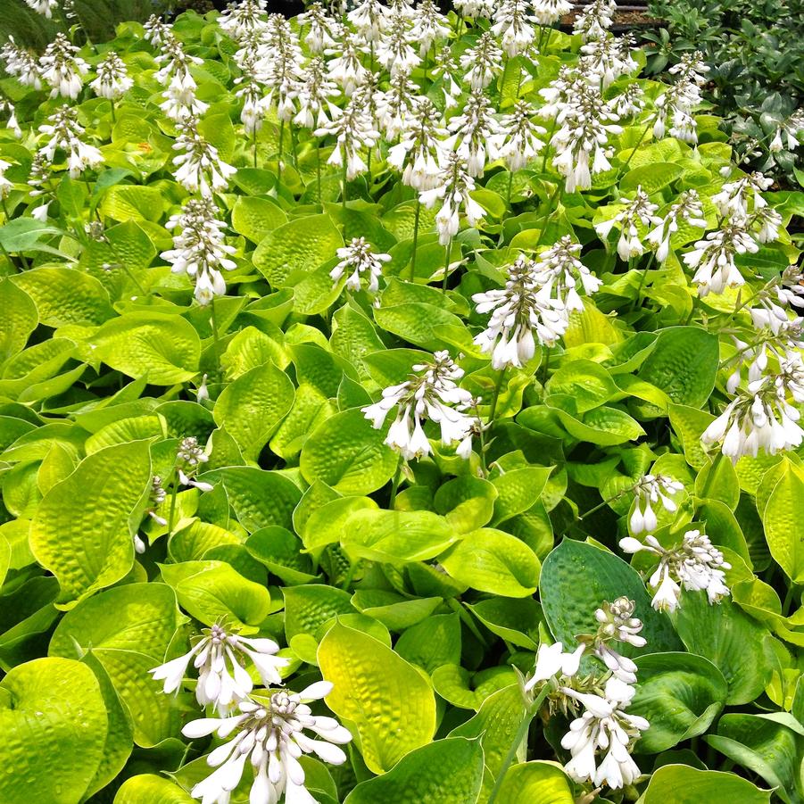 Hosta x 'Sum and Substance' - Hosta from Babikow Wholesale Nursery