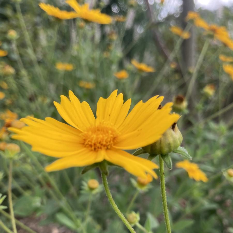 Coreopsis 'Sunshine Superman' - Tickseed from Babikow Wholesale Nursery