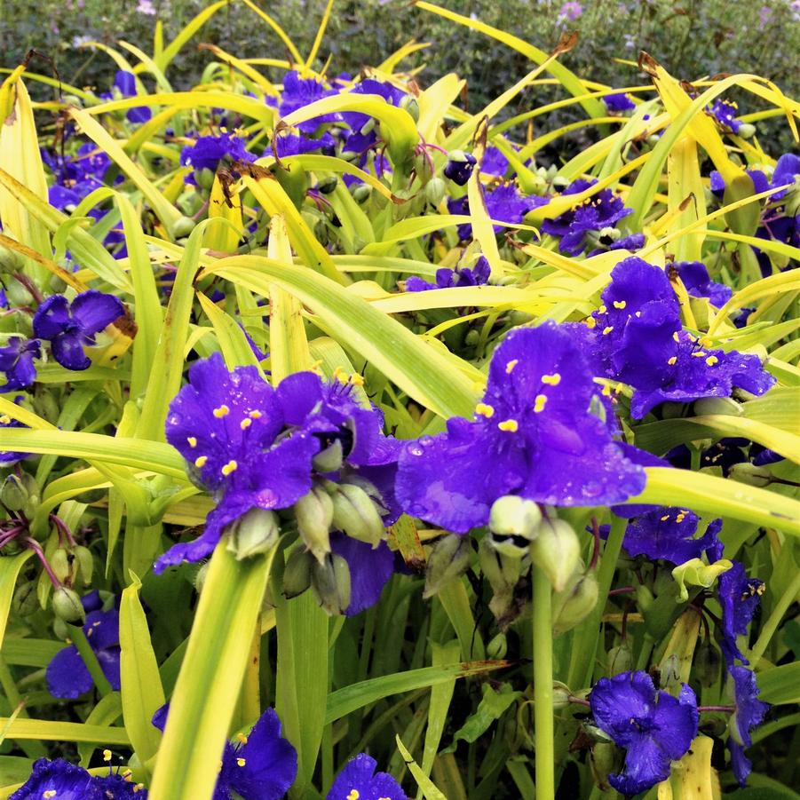 Tradescantia 'Sweet Kate' - Spiderwort from Babikow Wholesale Nursery