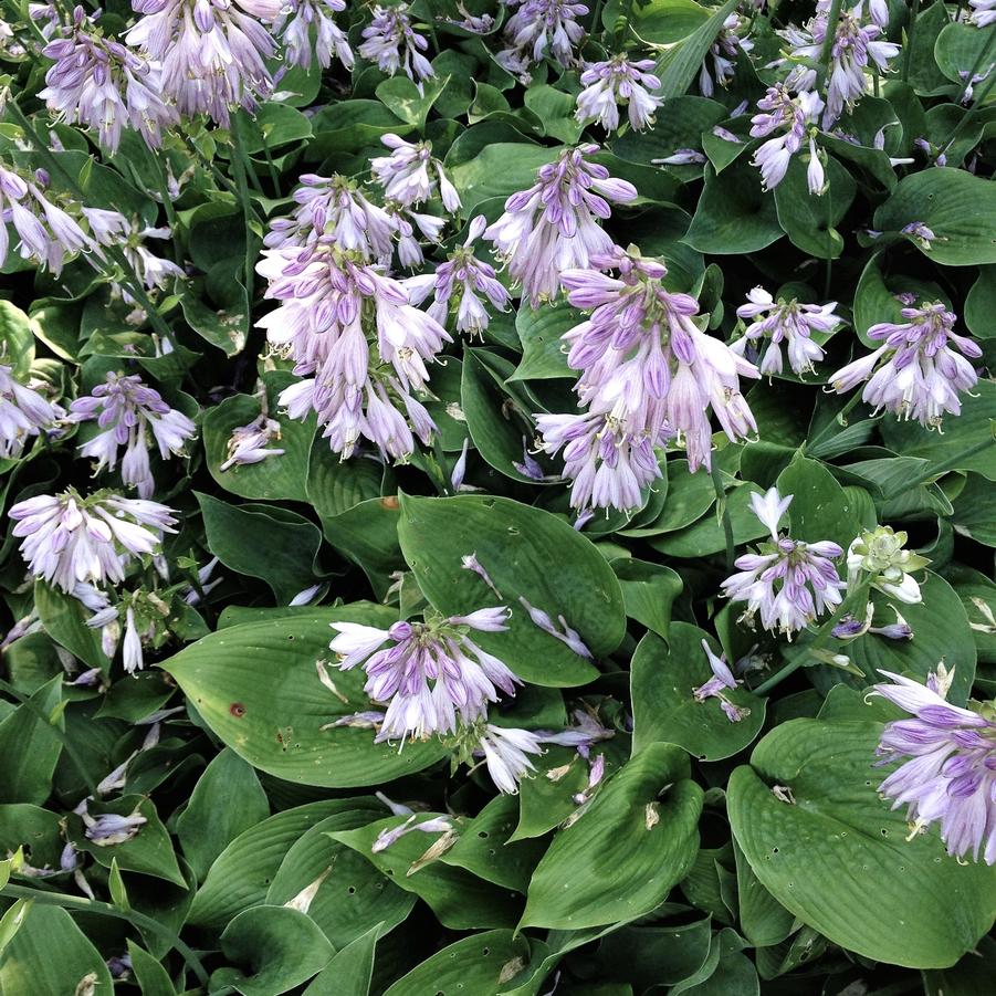 Hosta x 'Blue Cadet' - Hosta from Babikow Wholesale Nursery