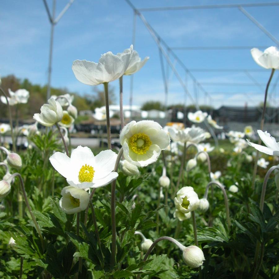 Anemone sylvestris - Snowdrop Windflower from Babikow Wholesale Nursery