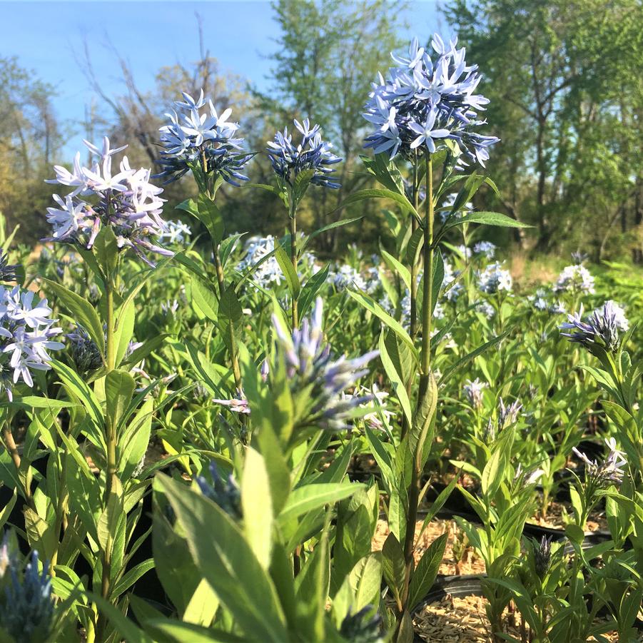 Amsonia tabernaemontana - Bluestar from Babikow Wholesale Nursery