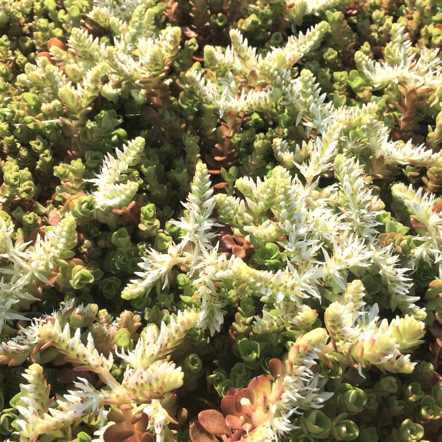 Sedum ternatum - Wild Stonecrop from Babikow Wholesale Nursery