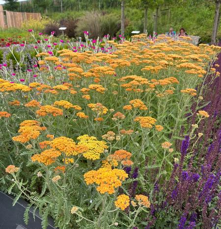 Achillea 'Terra Cotta' - Yarrow from Babikow