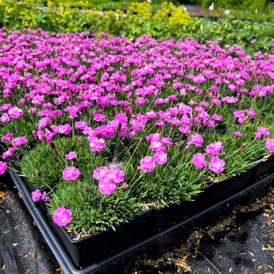 Dianthus 'Tiny Rubies' - Cheddar Pinks from Babikow Wholesale Nursery