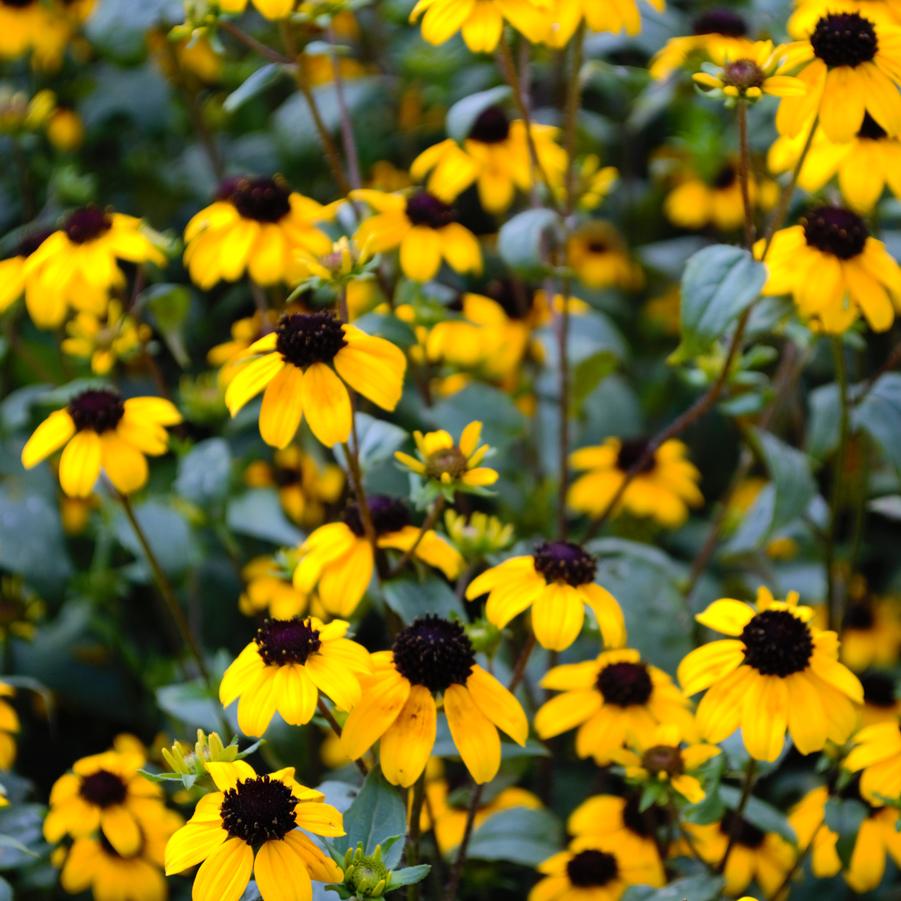 Rudbeckia triloba - Three Lobed Coneflower from Babikow Wholesale Nursery