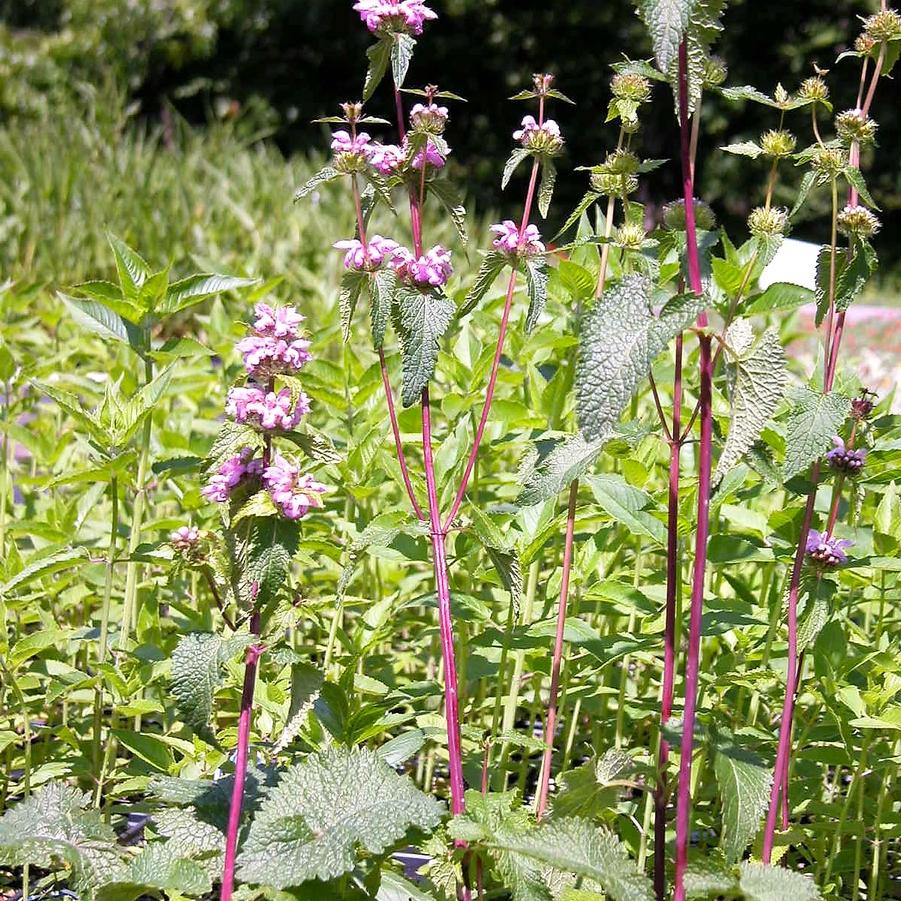 Phlomis tuberosa - Jerusalem Sage from Babikow Wholesale Nursery