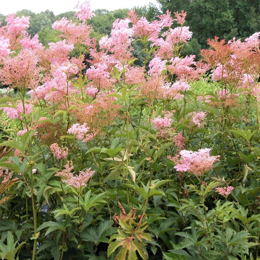 Filipendula pur. 'Venusta Magnifica' - Queen of the prairie from Babikow Wholesale Nursery