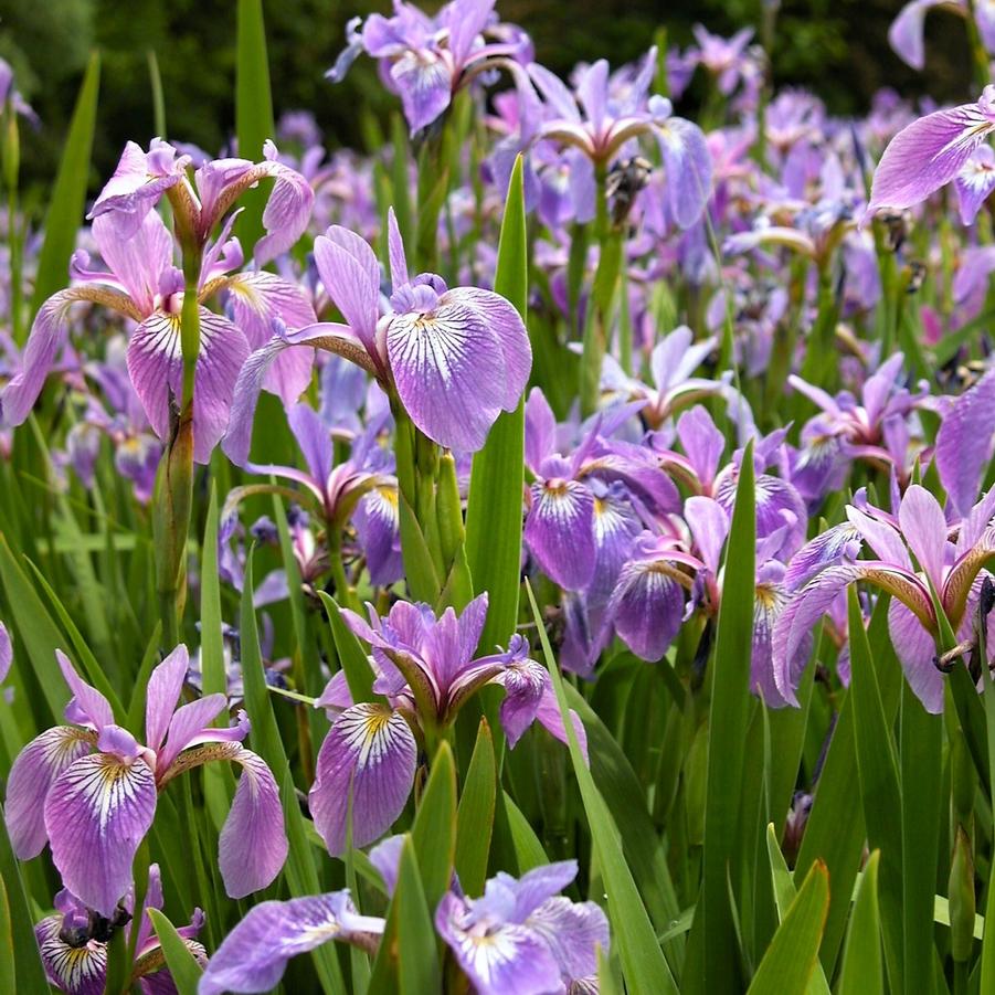 Iris versicolor - Blue flag Iris from Babikow Wholesale Nursery