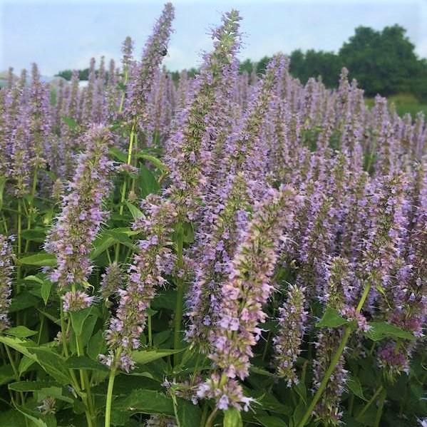 Agastache 'Blue Fortune' - Hyssop from Babikow Wholesale Nursery