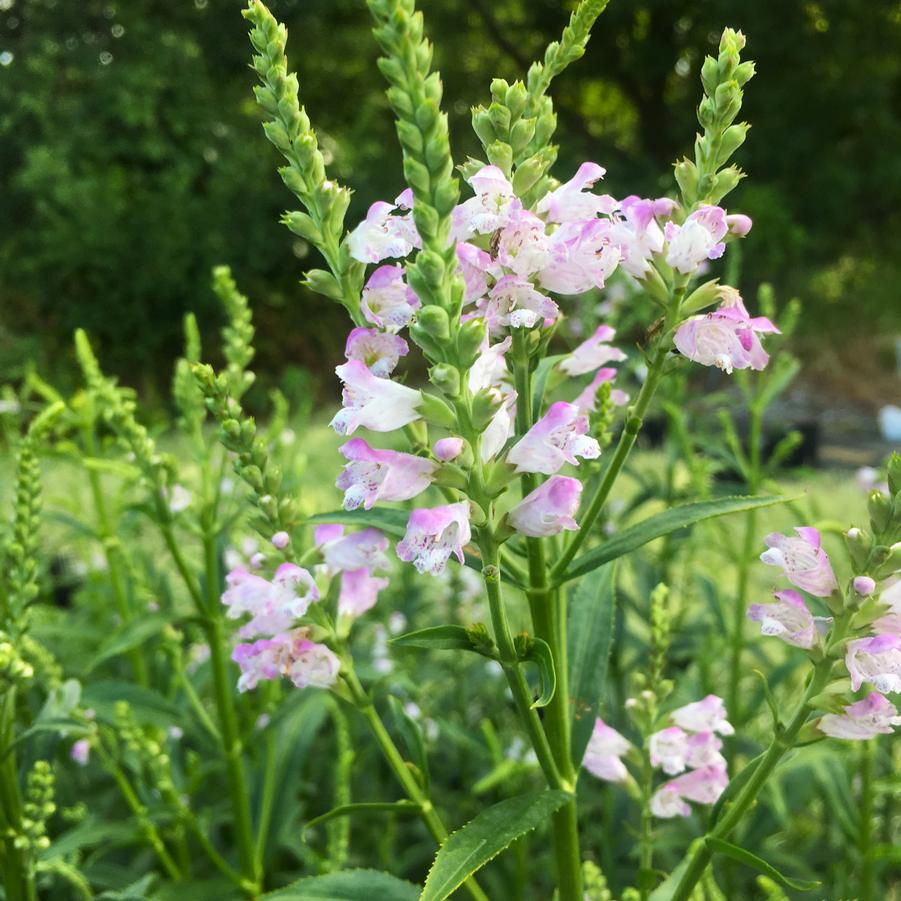 Physostegia virginiana - Obedient Plant from Babikow Wholesale Nursery