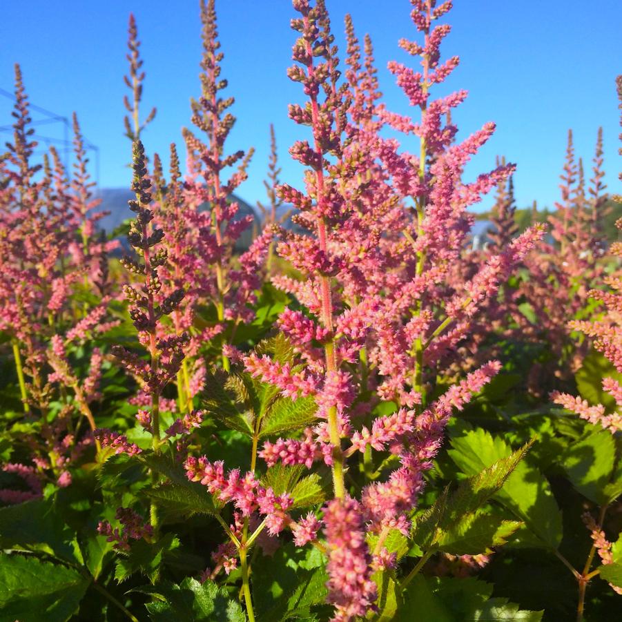 Astilbe chi. 'Vision in Pink' - False Spirea from Babikow Wholesale Nursery
