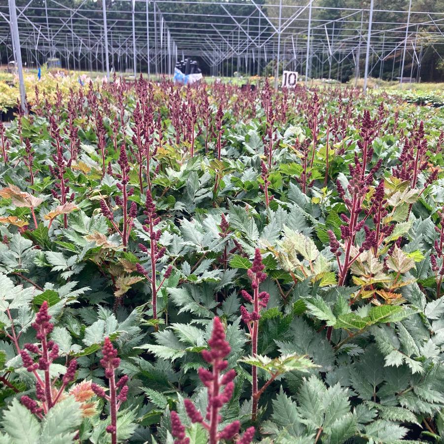 Astilbe chi. 'Vision in Red' - False Spirea from Babikow Wholesale Nursery