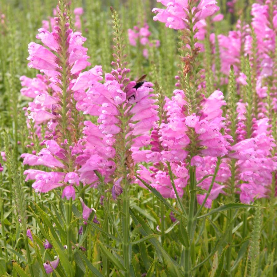 Physostegia 'Vivid' - Obedient Plant from Babikow Wholesale Nursery