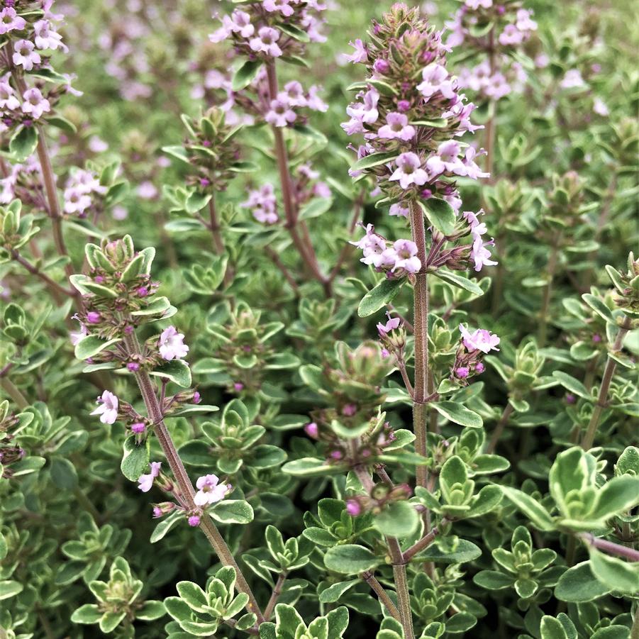 Thymus vul. 'Silver Posie' - Silver Thyme from Babikow Wholesale Nursery