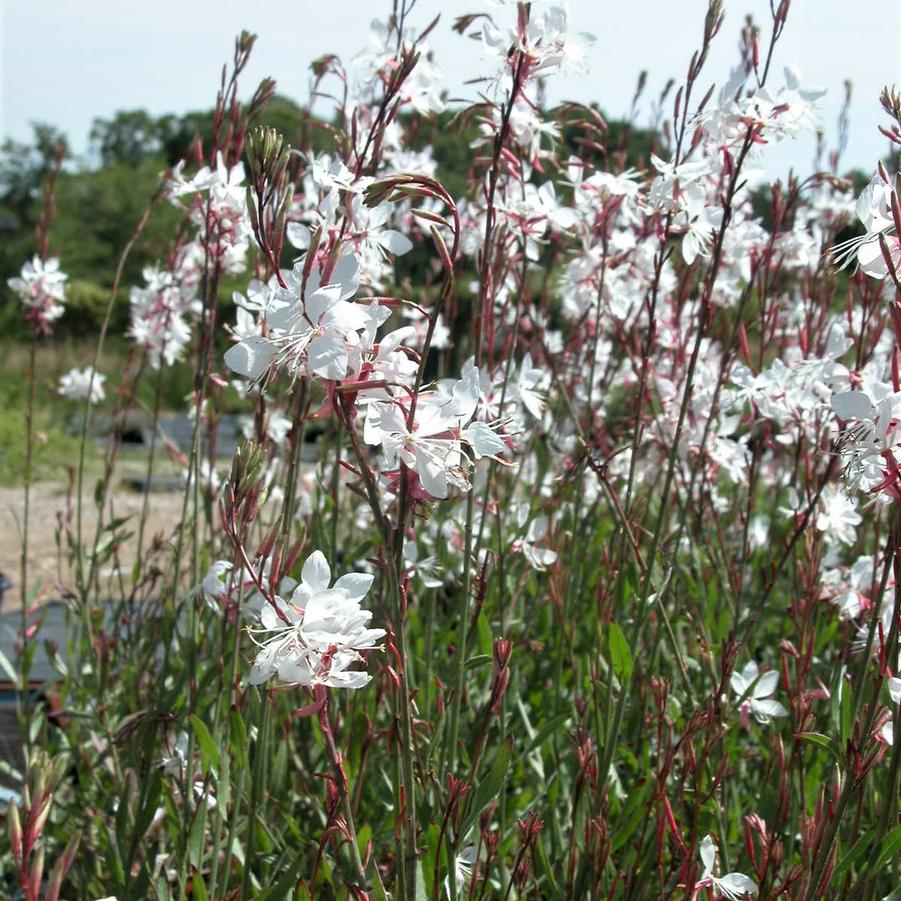 Gaura 'Whirling Butterfly' - Gaura from Babikow Wholesale Nursery