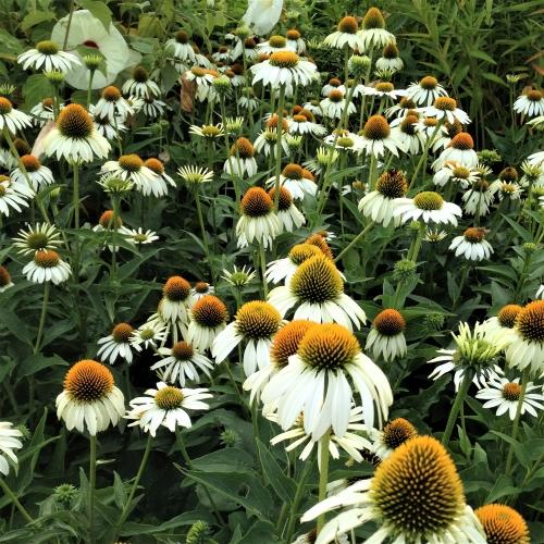 Echinacea 'White Swan' - Coneflower from Babikow