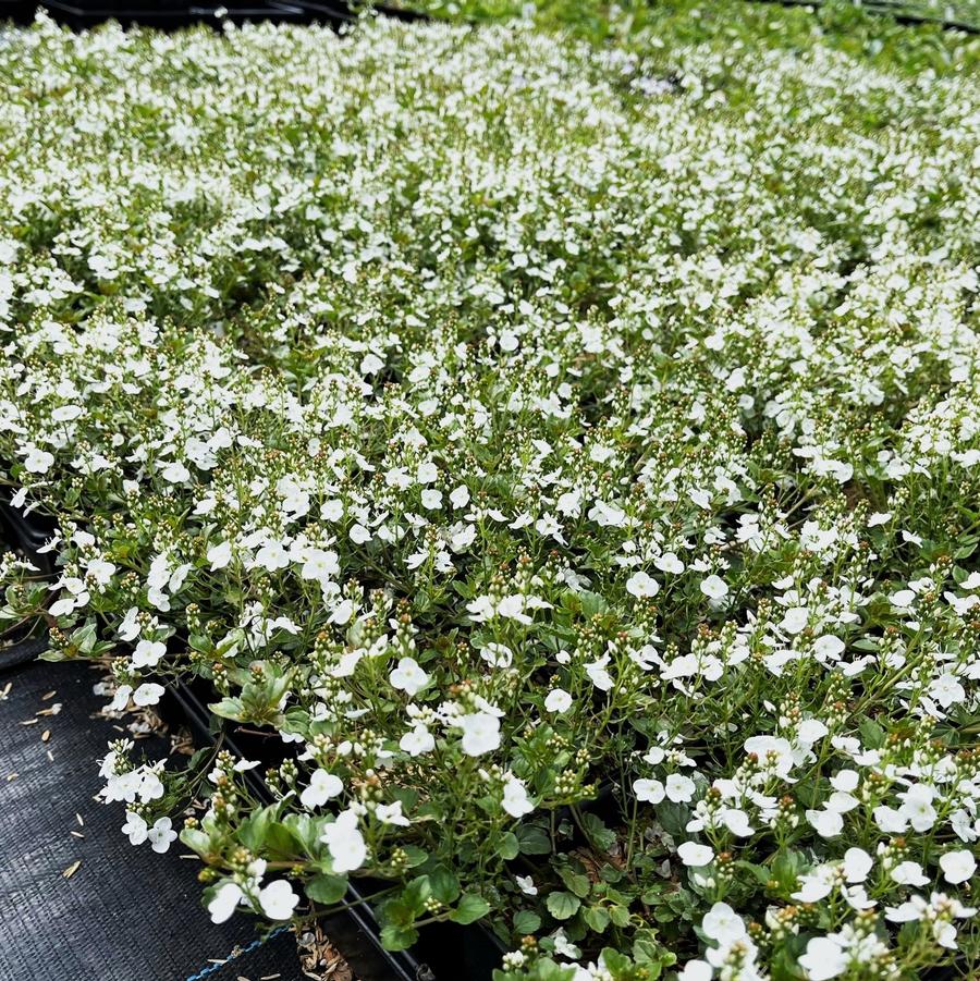 Veronica 'Whitewater' - Speedwell from Babikow Wholesale Nursery