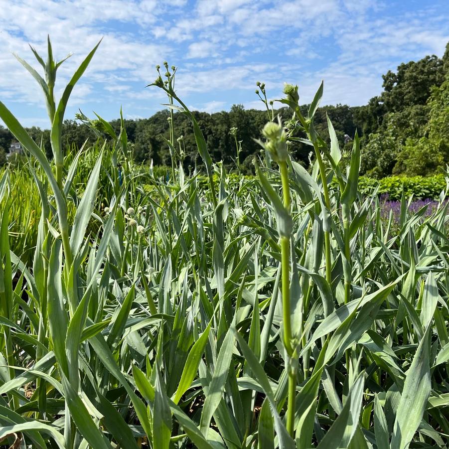 Eryngium yuccifolium - Rattlesnake Master from Babikow Wholesale Nursery