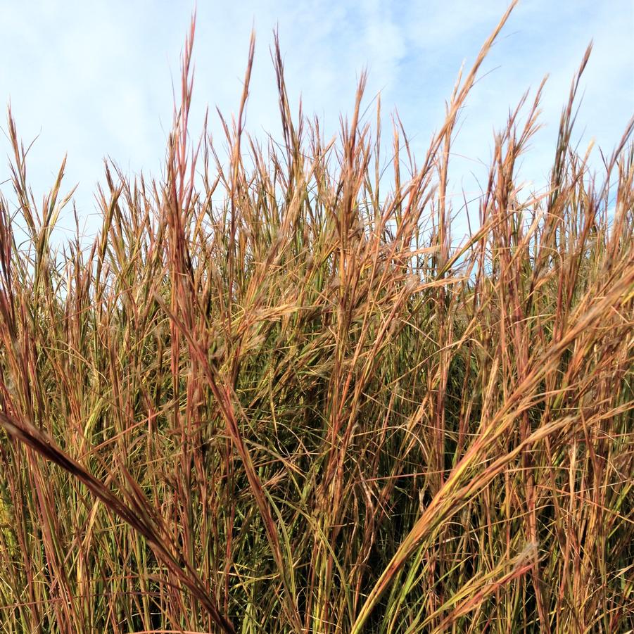 Andropogon virginicus - Broom Sedge from Babikow Wholesale Nursery