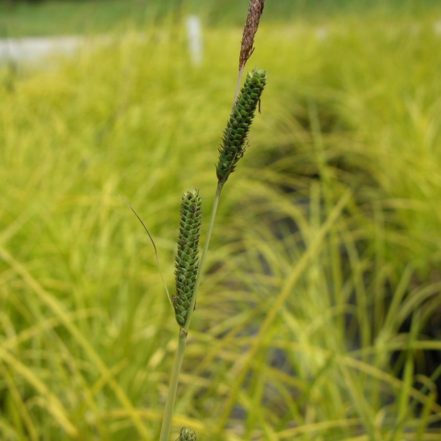 Carex elata 'Bowles Golden' - Bowles Golden Sedge from Babikow Wholesale Nursery