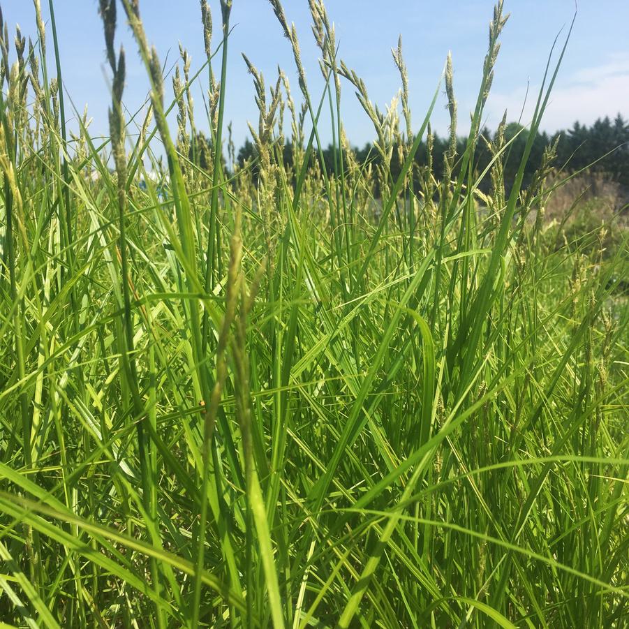 Carex muskingumensis - Palm Sedge from Babikow Wholesale Nursery