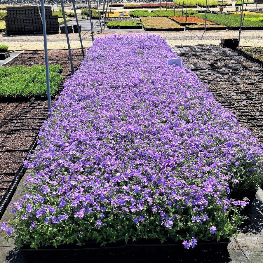 Phlox div. 'Blue Moon' - Woodland Phlox from Babikow Wholesale Nursery