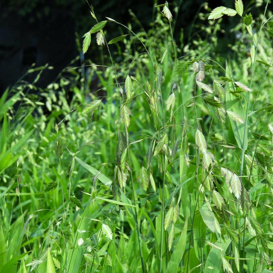 Chasmanthium latifolium - Northern Sea Oats from Babikow Wholesale Nursery