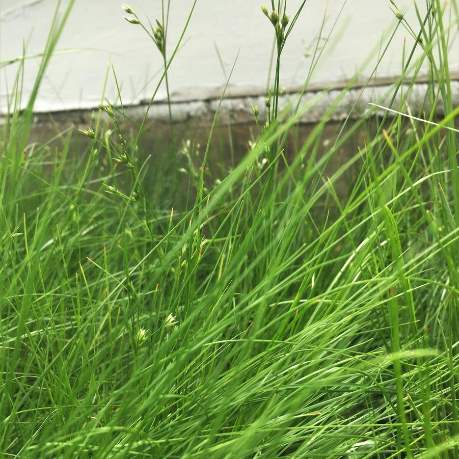 Juncus tenuis - Poverty Rush from Babikow Wholesale Nursery