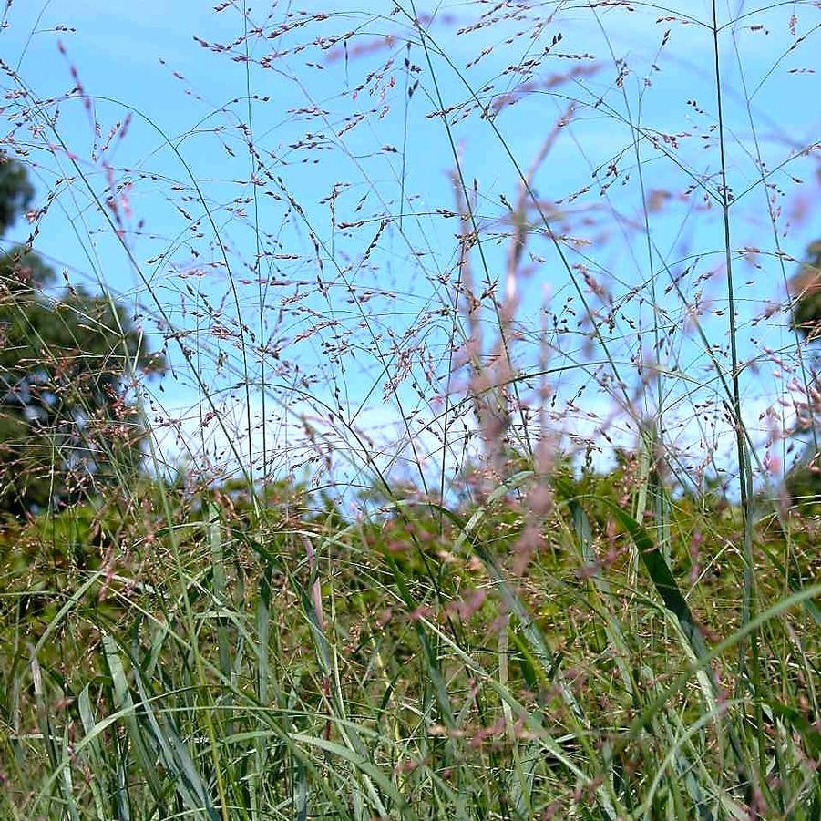 Panicum virgatum - Switchgrass from Babikow Wholesale Nursery