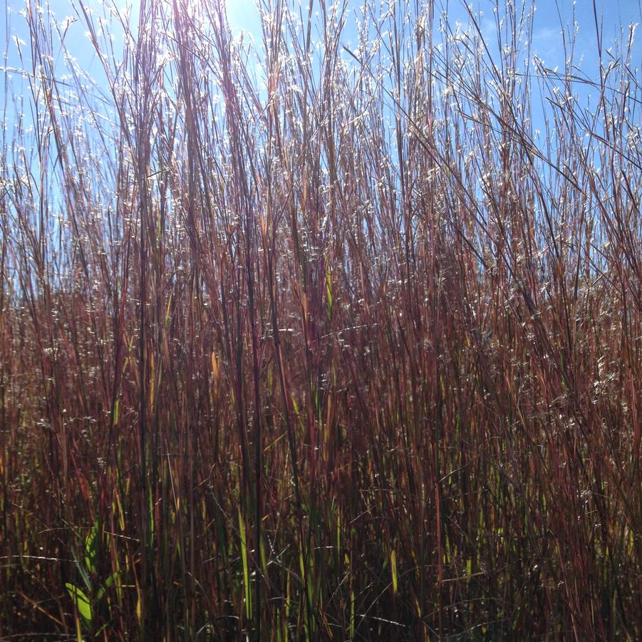 Schizachyrium scoparium - Little Bluestem from Babikow Wholesale Nursery