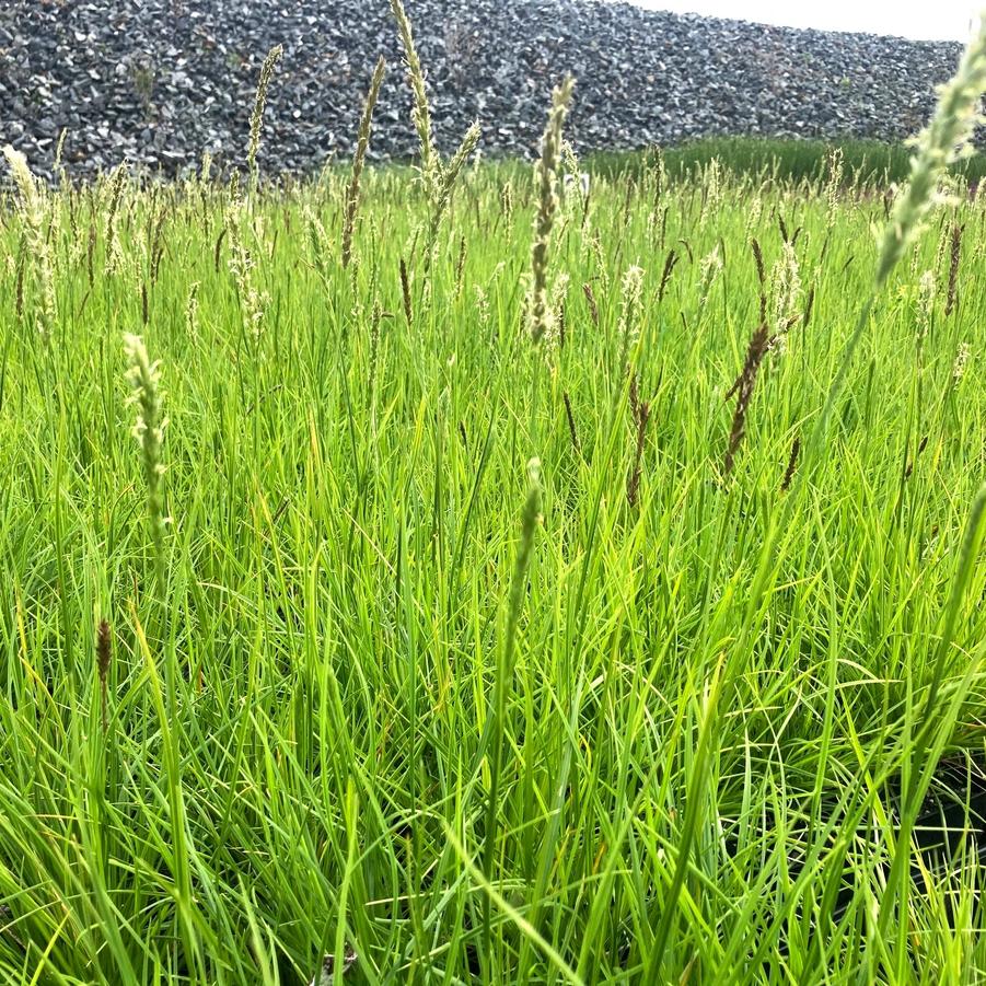 Sesleria autumnalis - Autumn Moor Grass from Babikow Wholesale Nursery