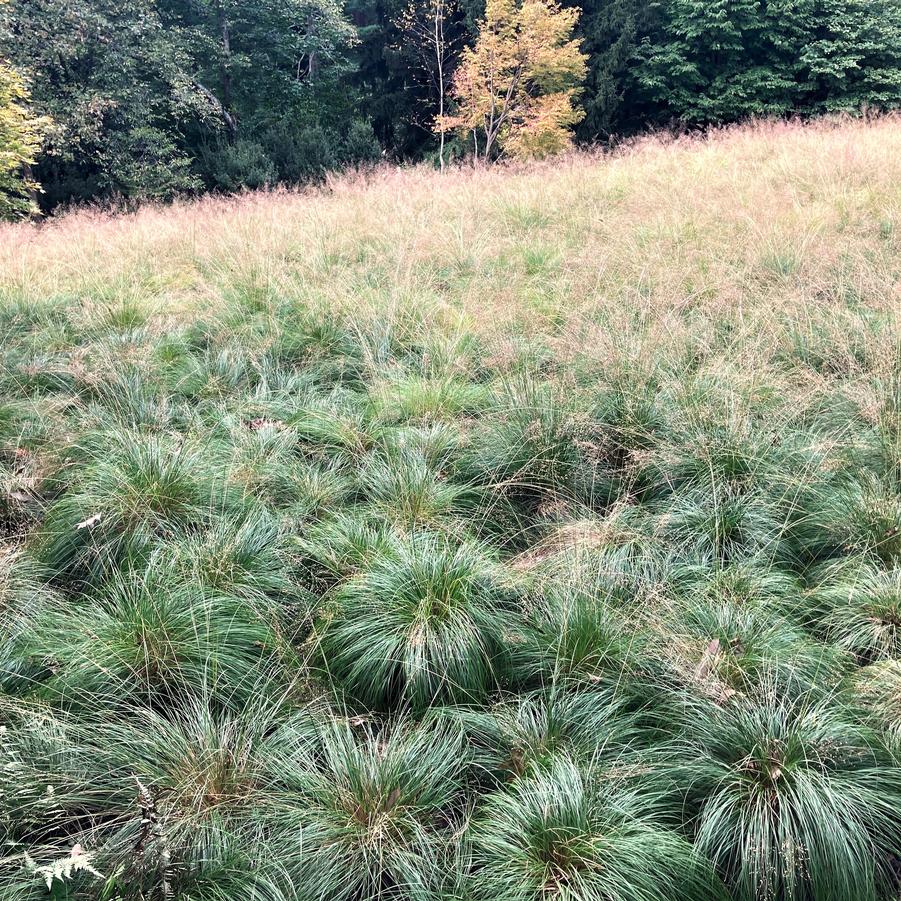 Sporobolus heterolepsis - Prairie dropseed from Babikow