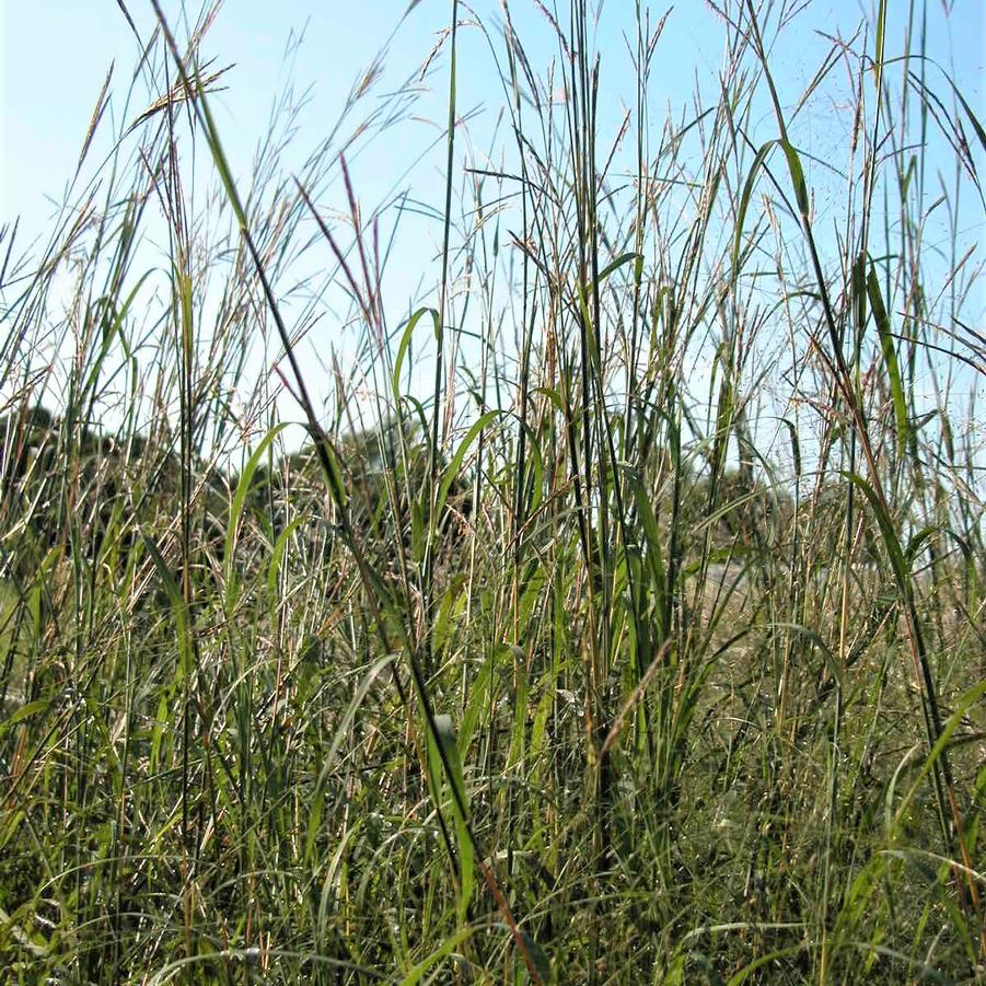 Andropogon gerardii - Big Bluestem from Babikow Wholesale Nursery