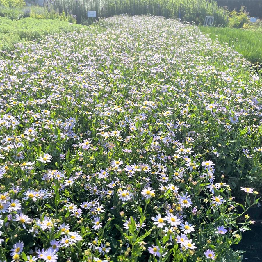 Kalimeris inc. 'Blue Star' - Japanese Aster from Babikow Wholesale Nursery