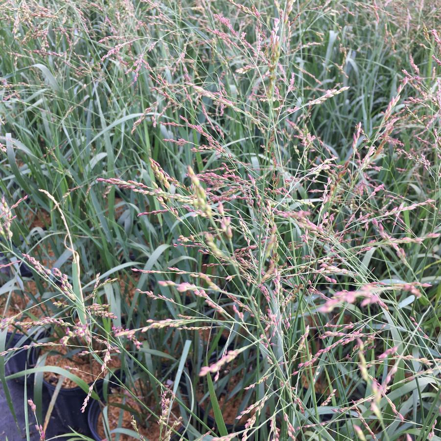 Panicum 'Cape Breeze' - Switchgrass from Babikow Wholesale Nursery