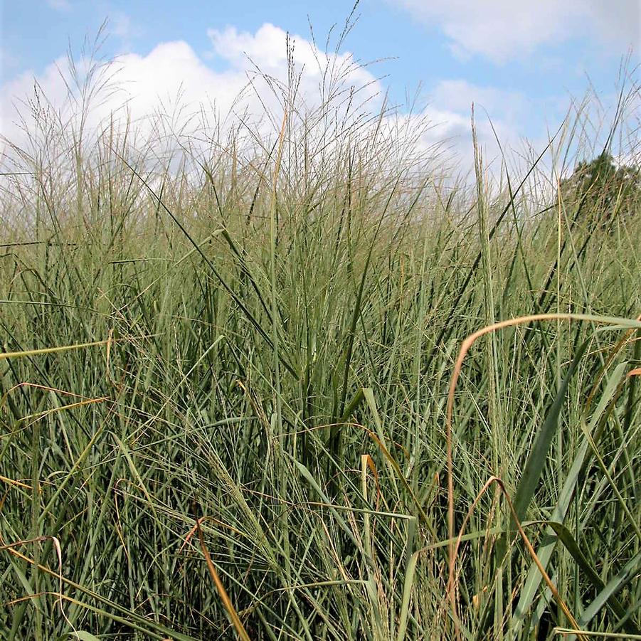 Panicum 'Cloud Nine' - Switch grass from Babikow Wholesale Nursery