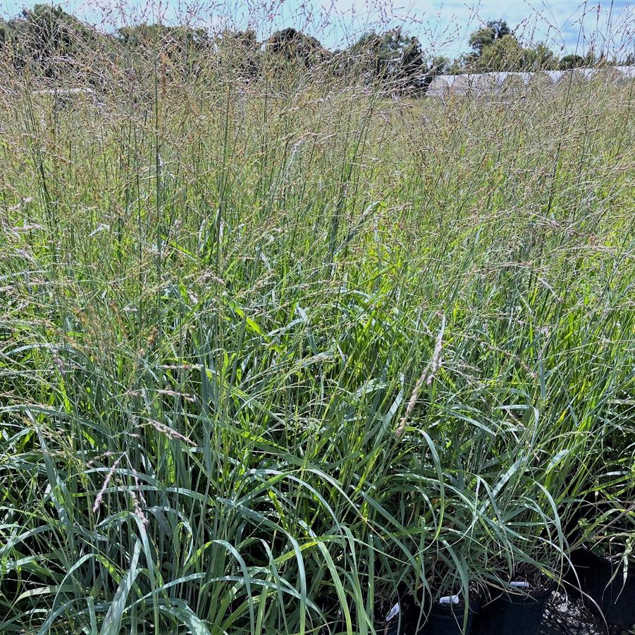 Panicum 'Heavy Metal' - Switch grass from Babikow Wholesale Nursery