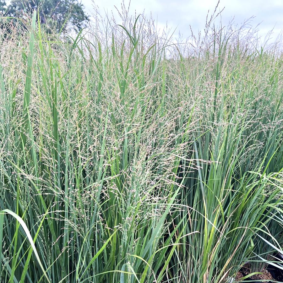 Panicum 'Northwind' - Switchgrass from Babikow