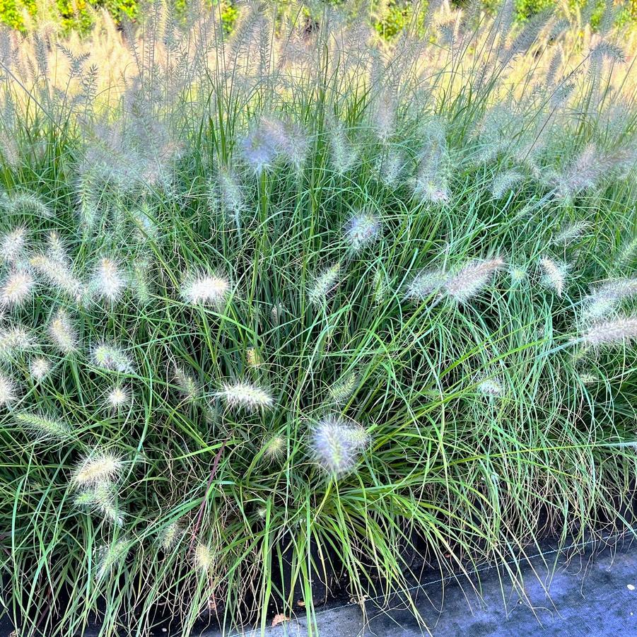 Pennisetum 'Cassian' - Dwarf Fountain Grass from Babikow