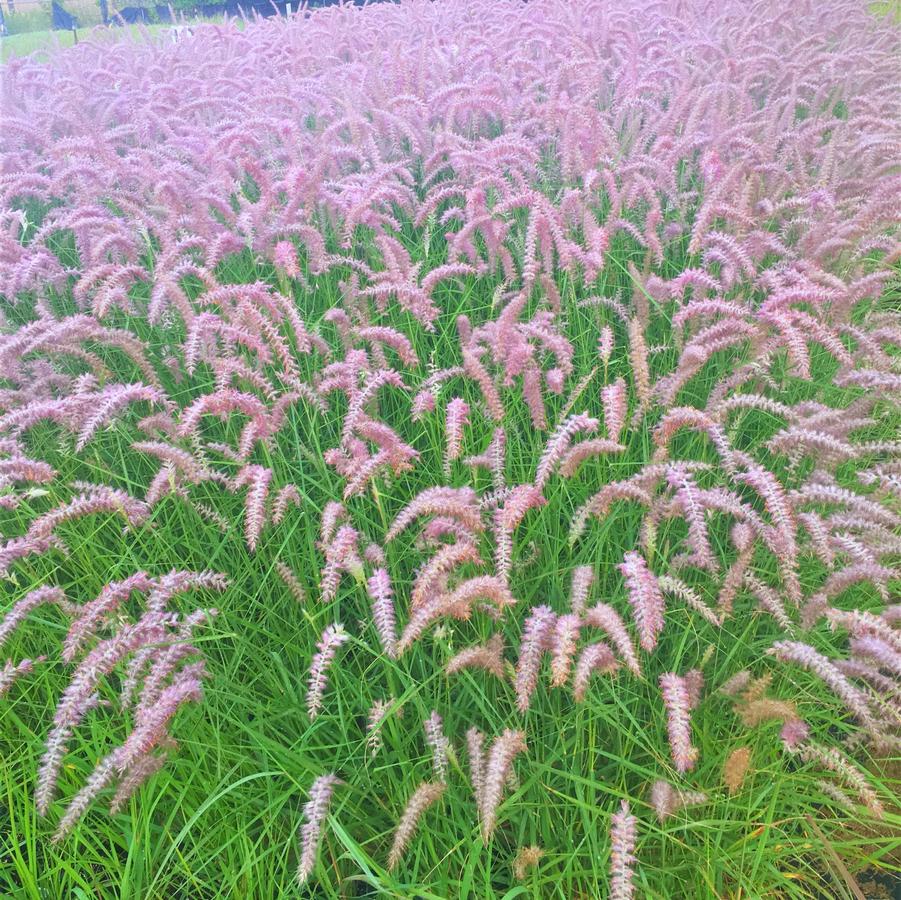 Pennisetum ori. 'Karley Rose' - Orientale Fountain Grass from Babikow Wholesale Nursery