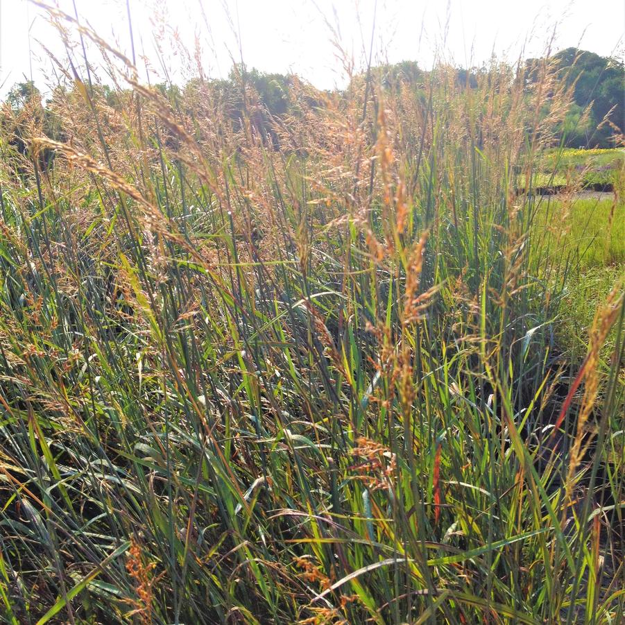 Sorghastrum 'Indian Steel' - Indian Grass from Babikow Wholesale Nursery