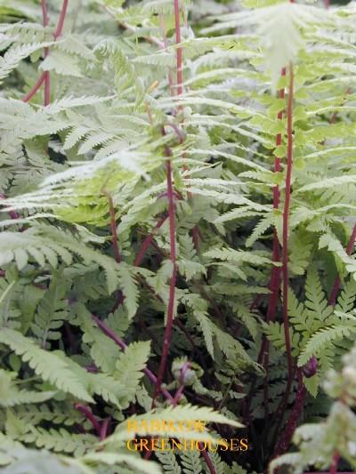 Athyrium 'Lady in Red' - Red Stemmed Lady Fern from Babikow Wholesale Nursery