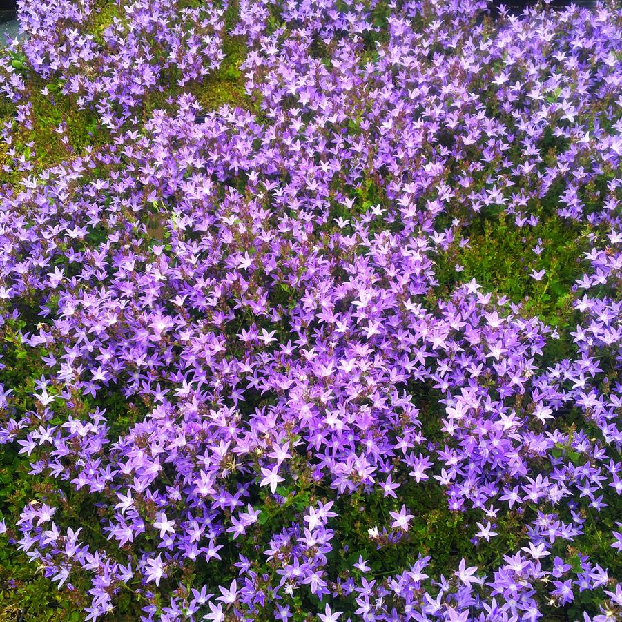 Campanula pos. 'Blue Waterfalls' - Serbirian Bellflower from Babikow Wholesale Nursery
