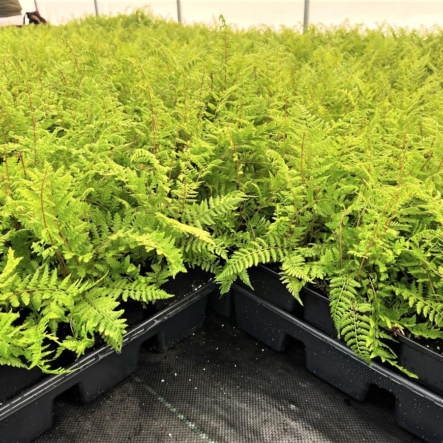 Athyrium felix femina - Lady fern from Babikow Wholesale Nursery