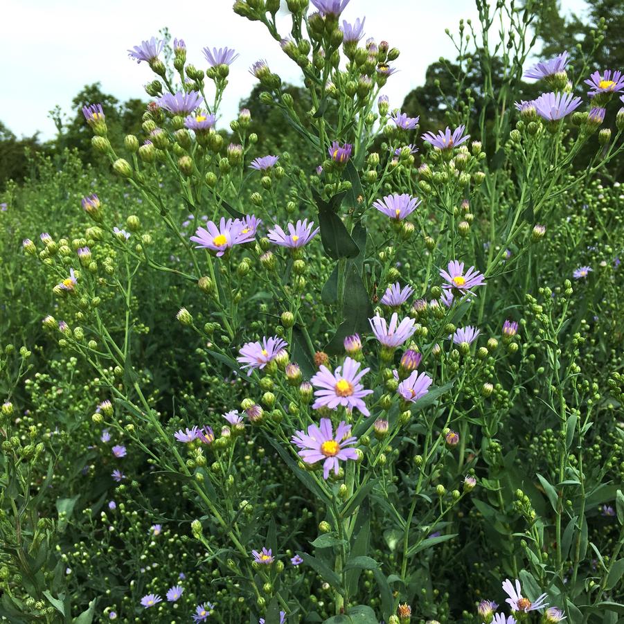 Aster lae. 'Bluebird' - Smooth Blue Aster from Babikow Wholesale Nursery