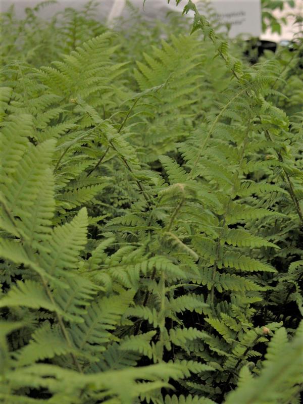 Dryopteris felix mas - Male fern from Babikow