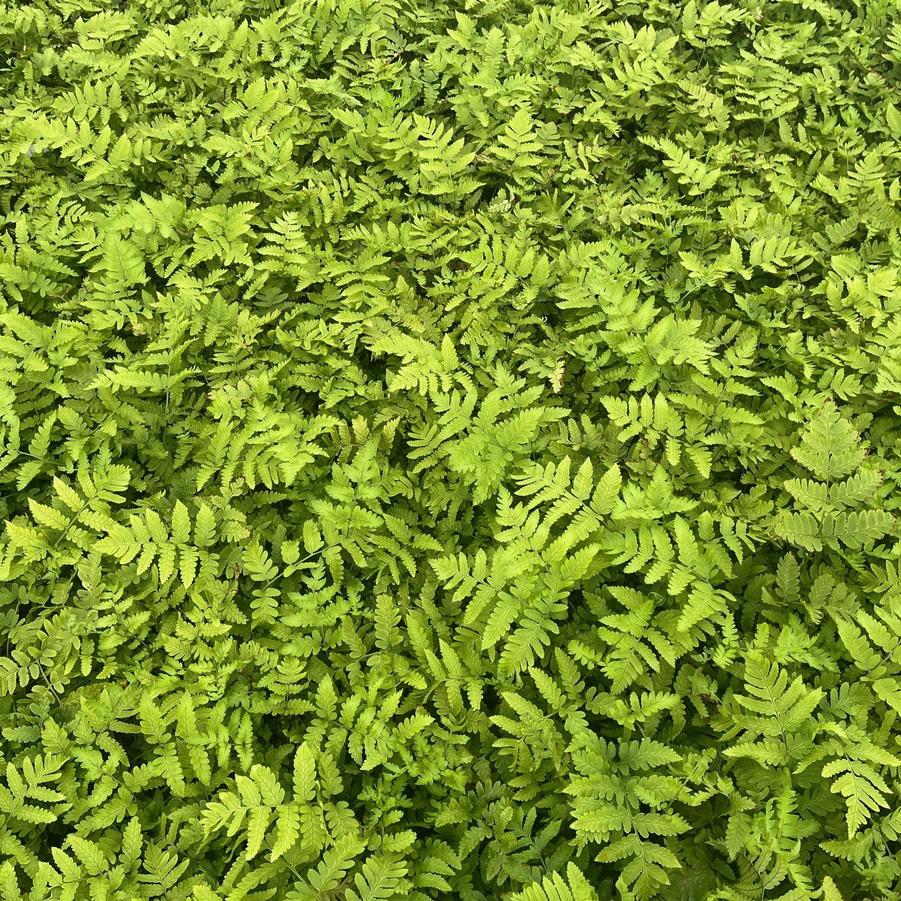 Dryopteris goldiana - Goldies fern from Babikow Wholesale Nursery