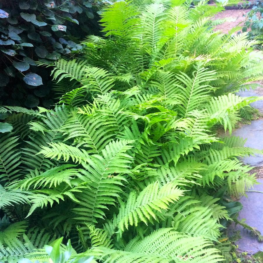 Matteuccia struthiopteris - Ostrich Fern from Babikow Wholesale Nursery